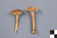 Lactarius glyciosmus image